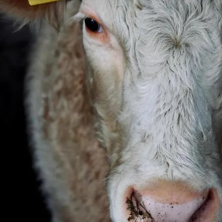 Koenig - Urlaub Auf Dem Bauernhof